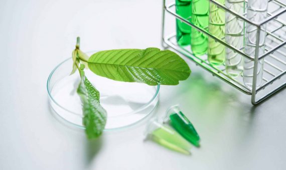 glass tubes in a lab testing out kratom leaves